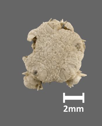 Media type: image;   Invertebrate Zoology OPH-1159 Aspect: dorsal